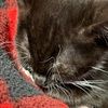 kitten10015